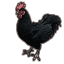 Daemon Cockerel icon